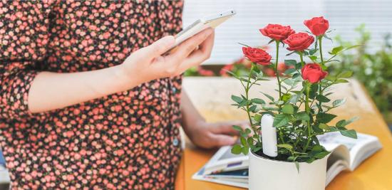 Xiaomi Mi Flora Care Plant Sensor, Smart Pflanzenmonitor