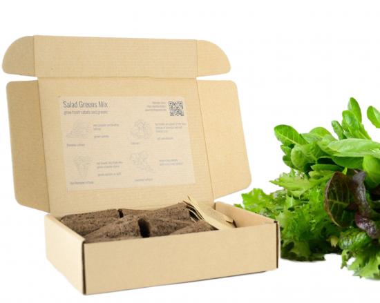 BerlinGreen PlantPlugs, Salat-Quartett, 8er-Pack