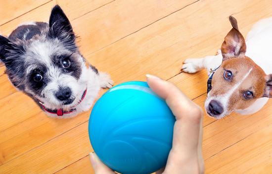 Cheerble Ball W1 Interaktiver Ball fr Hunde und Katzen, blau